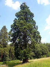 Sehenswerter baum mit dichter, gleichmässig aufgebauter krone. Liste Der Dicksten Mammutbaume In Deutschland Wikipedia