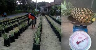 Maybe you would like to learn more about one of these? Cara Tanam Nanas Dalam Polibag Tengok Hasilnya Impiana