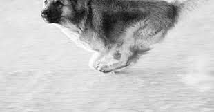 John Divola Dogs Chasing My Car In The Desert John Divola Dogs Dog Runs Animals