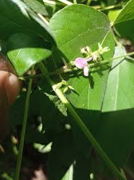 Image result for Teramnus