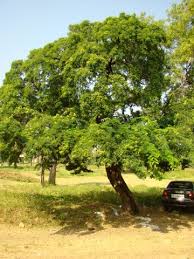 Image result for Libidibia coriaria