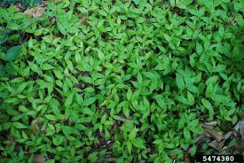 Image result for Oplismenus compositus