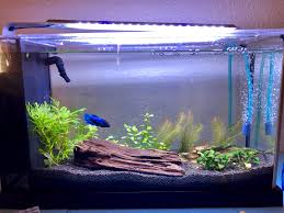 One Week Old 5 Gallon Tank Home To 2 Snails And 1 Angry Girl I Had To Move Her From My 15 G Bc She Wouldn T Stop Going After My Two Other Girls Bettasorority