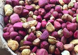 Image result for Carpolobia alba