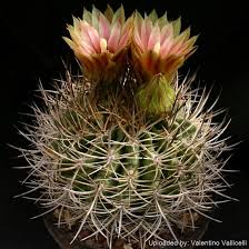 Image result for Pycreus mortonii