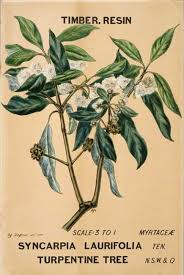 Image result for Syncarpia glomulifera