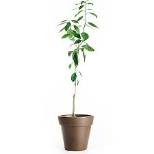 What is a tangelo tree? Dwarf Tangelo Honeybell Tree For Sale Online Citrus Com