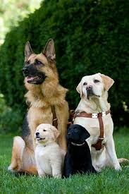 We did not find results for: The Seeing Eye Seeing Eye Photos For Publication
