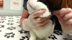 Tapazole®, felimazole®) is an antithyroid medication used to treat hyperthyroidism in cats. How To Apply Transdermal Gel Medication Youtube