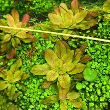 Image result for Ludwigia