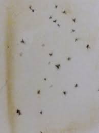 gnats in bathtub and sink terry love
