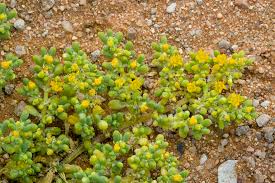 Image result for Zygophlebia