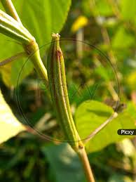 Image result for Corchorus olitorius