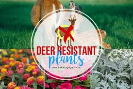 It possible, you could set up a motion activated sprinkler to discourage them. Deer Resistant Plants The Farm Girl Gabs