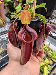 Image result for Nesaea spathulata