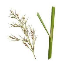 Image result for Aeschynomene glauca