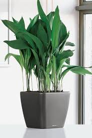 10 Houseplants That Don T Need Sunlight Tips Inspiration Leedy Interiors Indoor Plants Low Light Bathroom Plants Plants