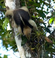 Hoje vivo no centro de triagem de animais silvestres. Tamandua Mirim Ecoloja