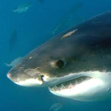 Hadir Abdel Razik íntimo - Material prohibido de impacto