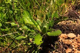 Image result for Eschenbachia