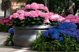 Browse our wide selection of beautiful accent trees, flowering shrubs, & perennials. Hydrangea Colors Diy