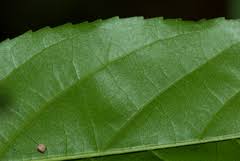 Image result for Lasiodiscus pervillei