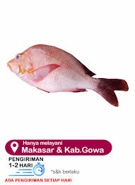Tapi bahan olesan tersebut mengandung kalori, lemak serta gula yang tinggi. Ps Onlinemks Ikan Kakap Merah Utuh Segar 1 Ekor 1kg Klikindomaret