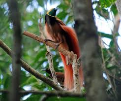 Raggiana Bird Of Paradise Papua New Guinea Raggiana Bird Of Paradise Birds Of Paradise Bird Paradise Pictures