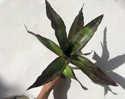 Image result for Asplenium rutifolium