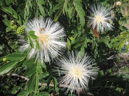 Image result for Calliandra haematocephala