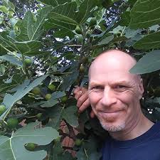 Anyone growing Chicago Hardy Fig in wintery climates? (fruit-trees forum at  permies)