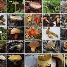 Image result for Boletus sp.