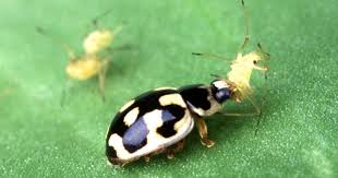 The natural enemies of plant pests are considered as farmers' friends. Biological Pest Control Basics Biology Fortified Inc