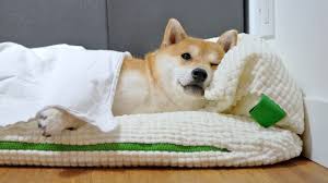 A small, alert and agile dog that copes very well with mountainous terrain and hiking trails. My Shiba Inu S Morning Routine Youtube