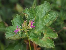 Image result for Pelargonium grossularioides