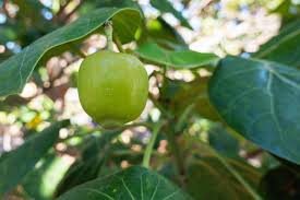 Image result for Hernandiaceae