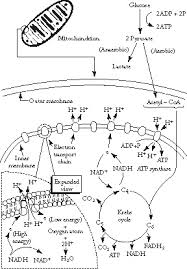 Glycolysis