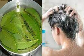 Selain bermanfaat untuk mengatasi rambut rontok, ternyata air rebusan daun jambu biji juga bermanfaat untuk melunturkan lemak di dalam wah luar biasa bukan manfaat dari daun jambu biji untuk kesehatan rambut kita. Coba Keramas Dengan Daun Jambu Biji Yang Telah Direbus Selama 20 Menit Lihat Hasilnya Yang Bikin Kita Melongo Semua Halaman Sajian Sedap