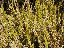 calluna vulgaris golden haze