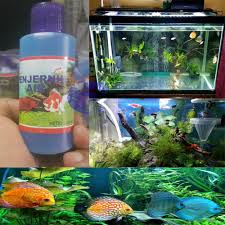 Cara menjernihkan air yang keruh. Penjernih Air Aquarium Akuarium Aquascape Penjernih Air Kolam Ikan Koi Penjernih Air Mencegah Stress Dan Penyakit Ikan Koki Ikan Hias Lazada Indonesia