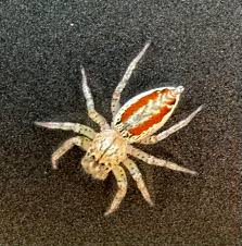 Image result for Disperis sp. nov. aff. macowanii