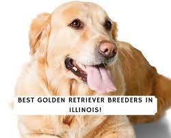 6 Best Golden Retriever Breeders In Illinois 2022 We Love Doodles