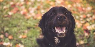 That this is best achieved when people have greater voice, choice and agency over the processes and. Labernese Nove Psi Plemeno Krizenec Labradora A Bernskeho Salasnickeho Psa Hodi Se I K Detem Abecedazahrady Cz