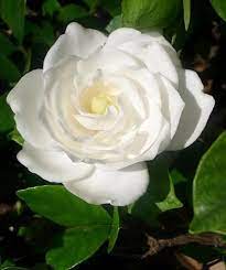 Lovely White Gardenia Best Smelling Flowers Smelling Flowers Flowers Feed