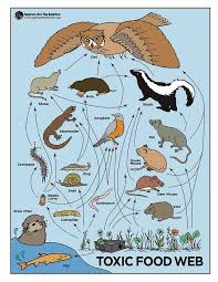 Bird Of Prey That Feeds On Fish 6 Letters Whatever An Animal Eats Especially Poison Travels Up The Food Chain Illustration By Raptors Are The Solution Deer Meme Owl Food River Otter