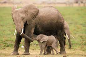 bildergebnis fur elefant baby cute animals baby elephant baby animals
