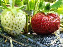 Strawberries are tough cookies and should easily survive a transplant, but heavy rains or hail could spell the end of your new patch. How To Grow Strawberries Harvest To Table