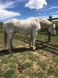 Black And White Paint Horses For Sale In Colorado Pin By Myhorseforsale Com On Horses For Sale Quarter Horses For Sale Horses American Quarter Horse