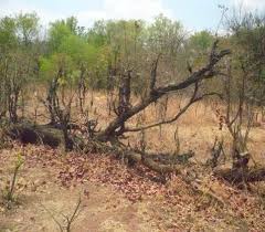 Image result for Homalium abdessammadii