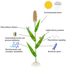 Image result for Buchnera attenuata